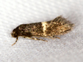 Elachista gangabella